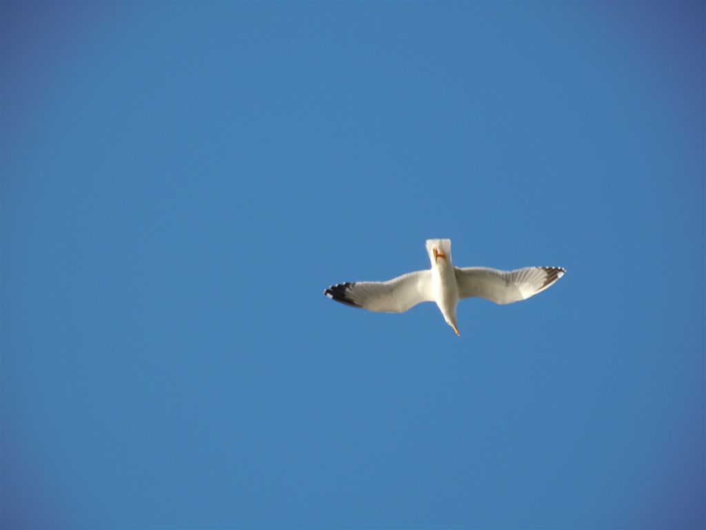 Gabbiano reale - Larus michahellis
